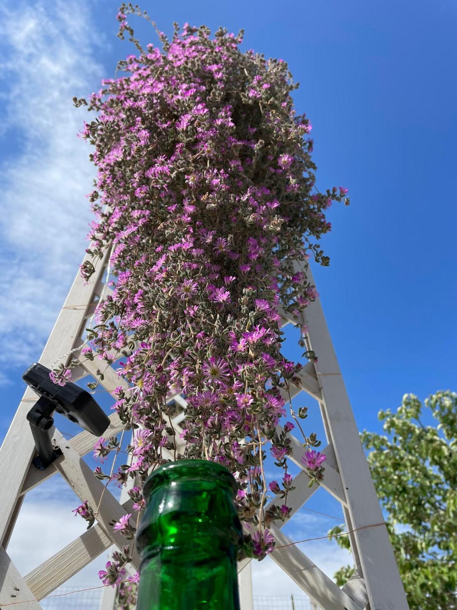 マルティナ・フランカ I Trulli Dei Nonni Evelinヴィラ エクステリア 写真